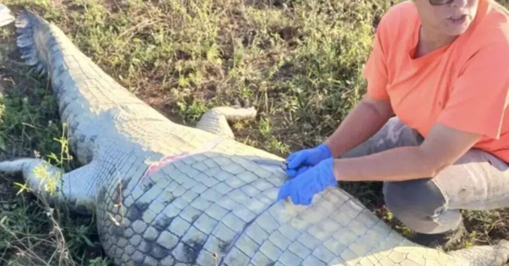 南アフリカで巨大ワニの体内でポルトガル人実業家の遺体が見つかる