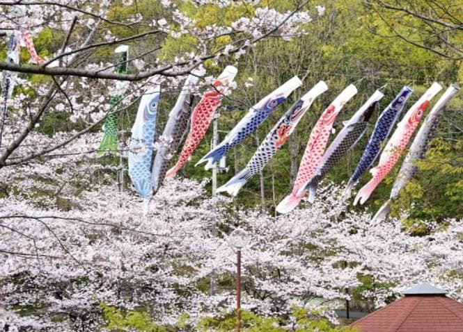 こいのぼりがサクラの中を優雅に泳ぐ香川県三豊市の「不動の滝カントリーパーク」(4月3日)。趣ある情景に癒やされた