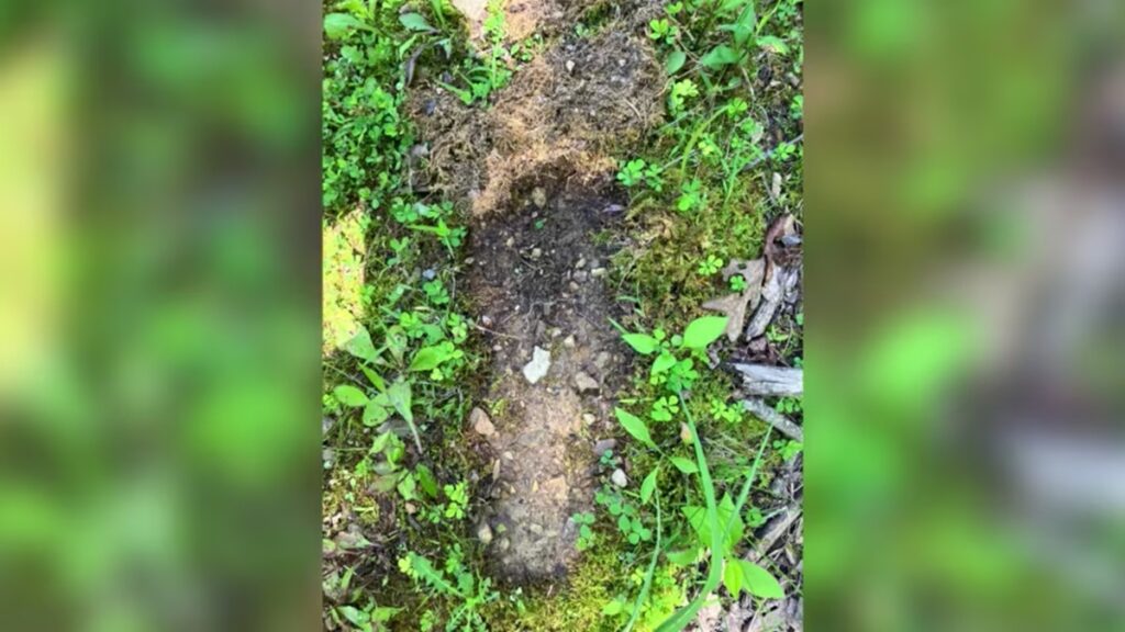 謎の巨大生物「ビッグフット」、米オハイオ州で目撃情報　長年の議論が再燃　(1/2) - CNN.co.jp