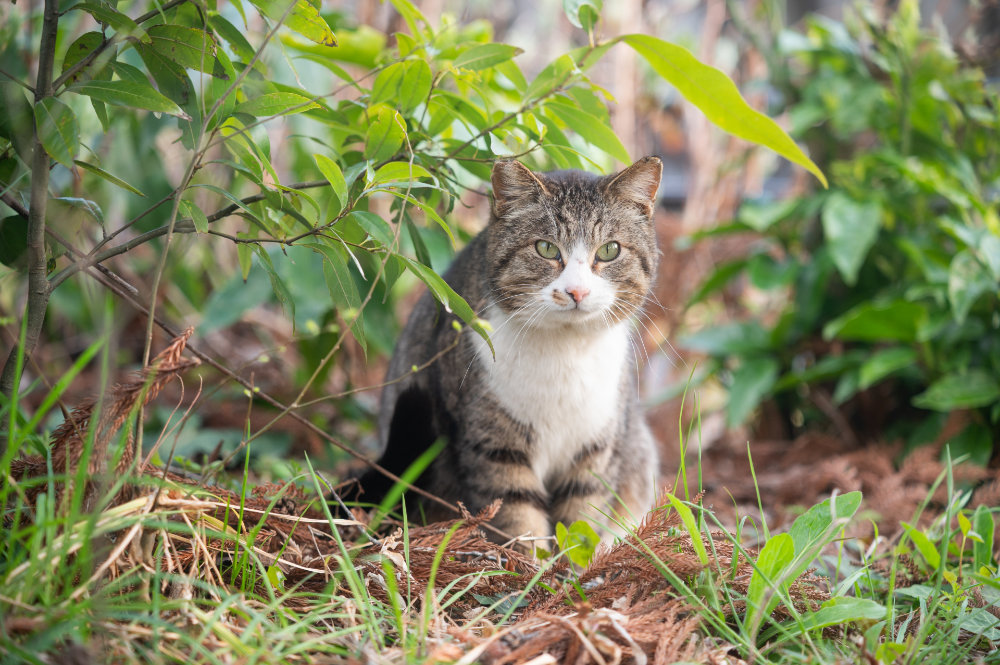 飼い主のいない猫のためにできること 兵庫県の自治体が取り組む助成制度をご存じですか [画像]