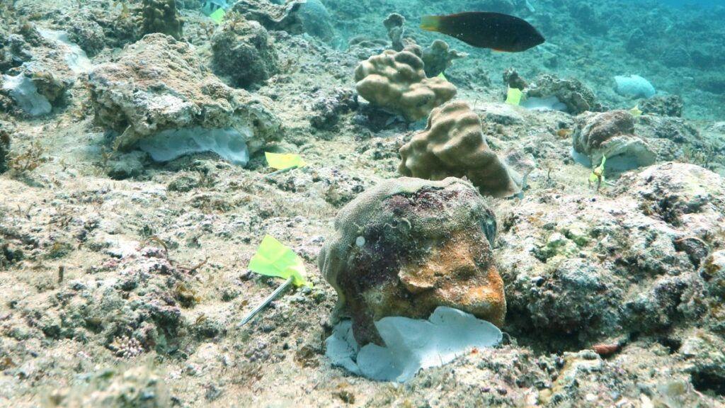 移植サンゴ群体9%が消失 辺野古の新基地建設 沖縄防衛局が報告 風に流された作業船が接触 | 沖縄タイムス+プラス 移植サンゴ群体9%が消失 辺野古の新基地建設 沖縄防衛局が報告 風に流された作業船が接触 | 沖縄タイムス+プラス