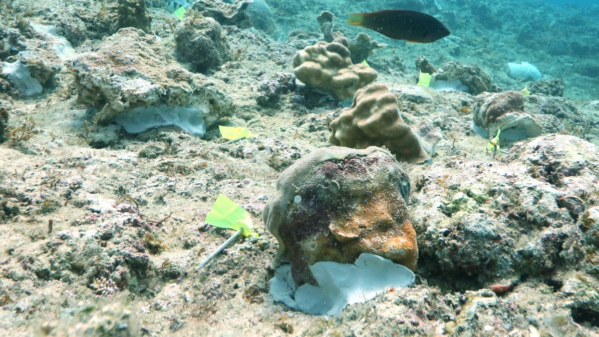(資料写真)大浦湾で移植されたサンゴ=2024年8月撮影