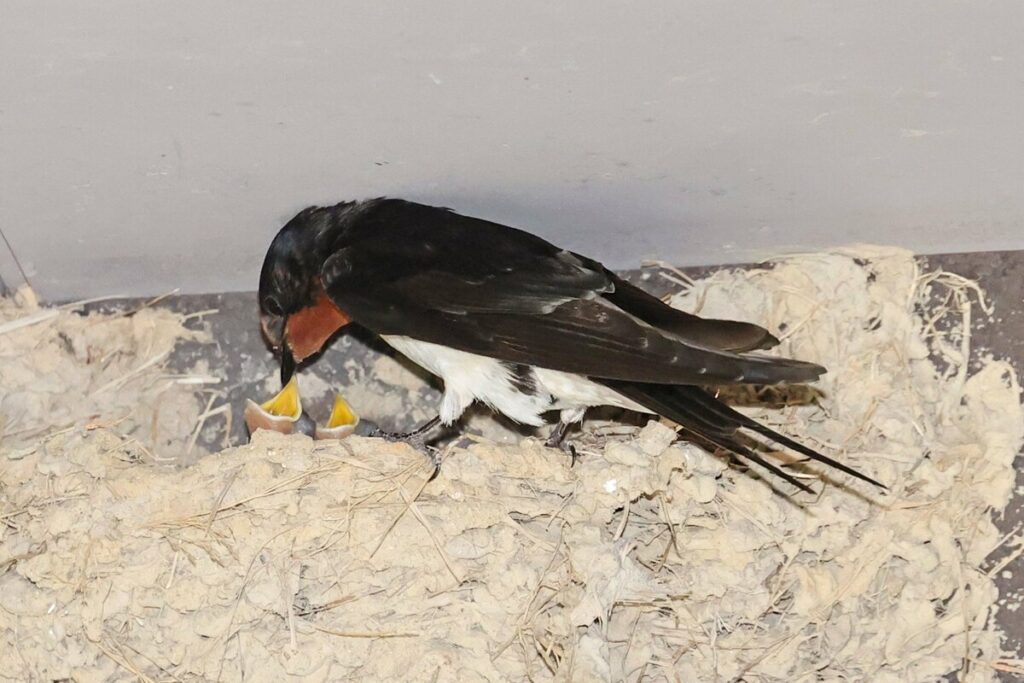ツバメのお宿 見つけた！　愛鳥週間　県内児童、総調査を開始｜地域｜石川のニュース｜北國新聞