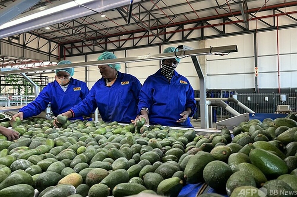 5月から、アフリカの優れた産品が新たに大規模なゼロ関税で中国へ 写真1枚 国際ニュース:AFPBB News 5月から、アフリカの優れた産品が新たに大規模なゼロ関税で中国へ 写真1枚 国際ニュース:AFPBB News