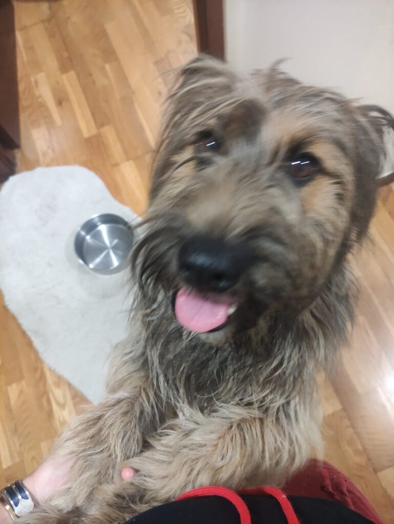 若くてとても特別な犬のお家を探しています (ポルト)