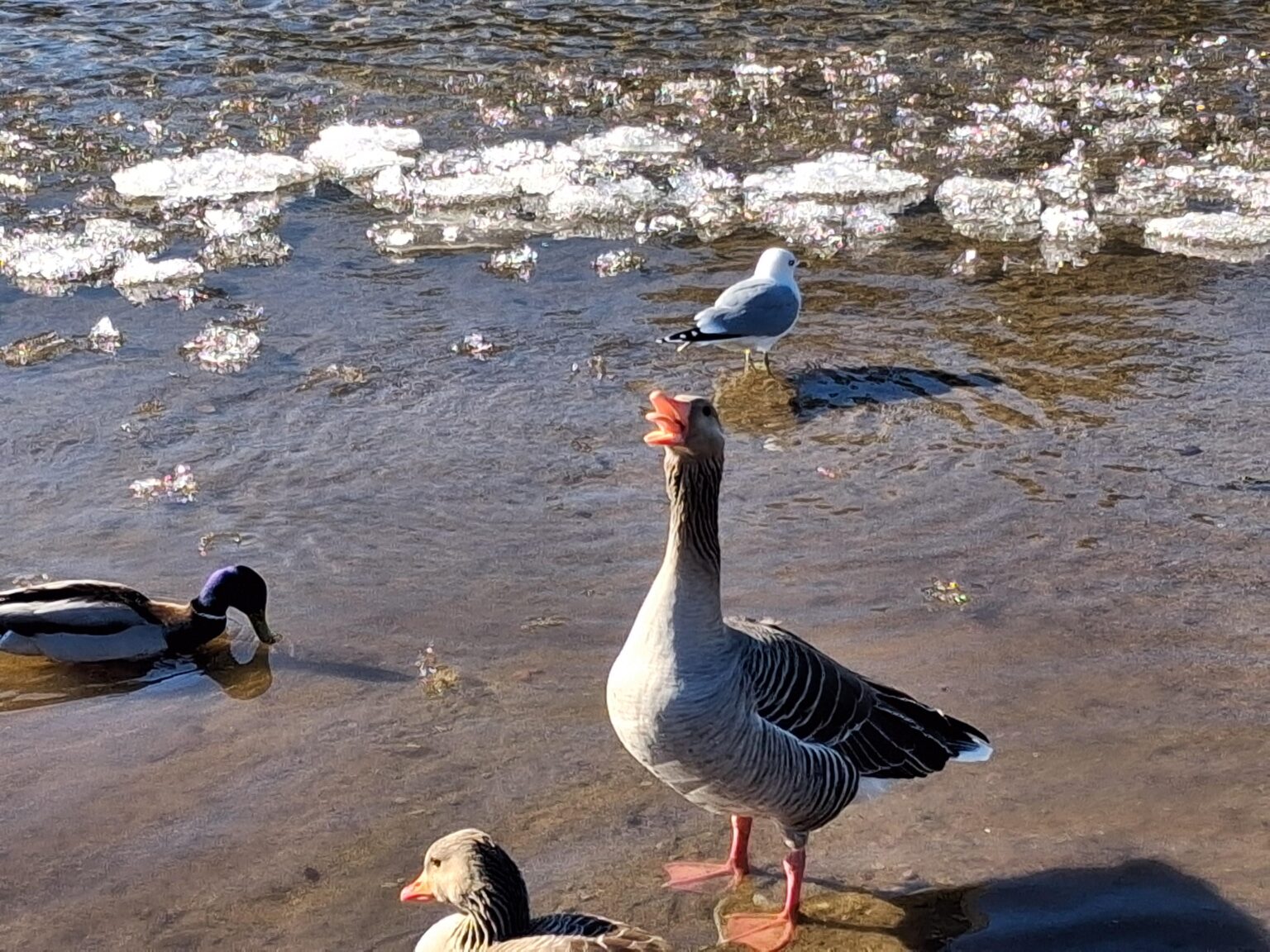 ガチョウ