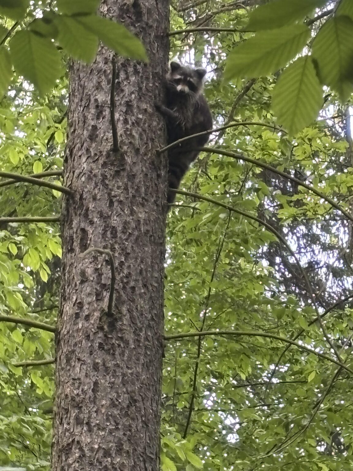アライグマの襲来