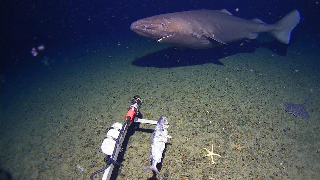 【動画】いるはずのない南極海でサメが見つかる、謎深まる