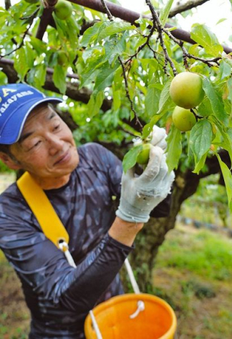 旬の果物 味わって スモモ収穫始まる、和歌山県紀南