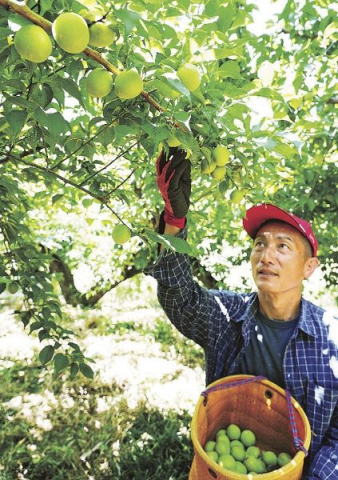 南高梅 収穫真っ盛り　気温高く、前倒し、和歌山紀南地方