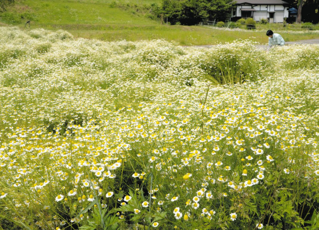 甘く優しい香り あなたを癒します 長野県池田町でカモミール満開