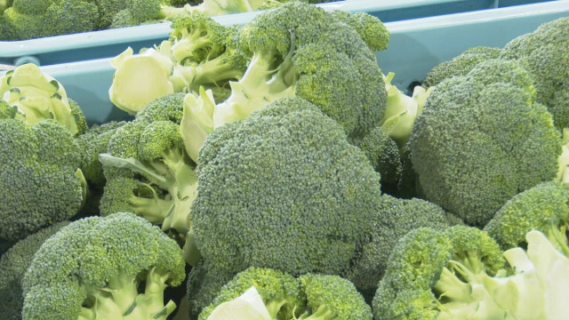 50年ぶりに指定野菜に追加されたブロッコリーが出荷のピーク迎える 石川・加賀市