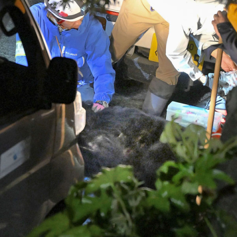 春先にクマが都市部に異常出没するワケ 京都市や仙台市、秋田市など目撃情報多発