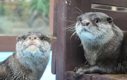 5月27日は「世界カワウソの日」　三重県の「ゼロ距離水族館 伊勢シーパラダイス」で特別イベント