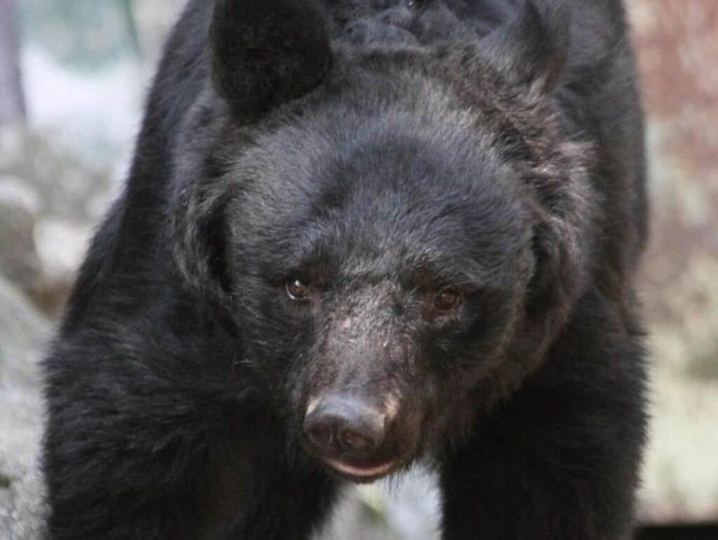 秋田県でもクマによる人的被害　山菜のある山に帰るはずが...「一部の個体がいまだに里にかなり依存」と専門家: J-CAST ニュース