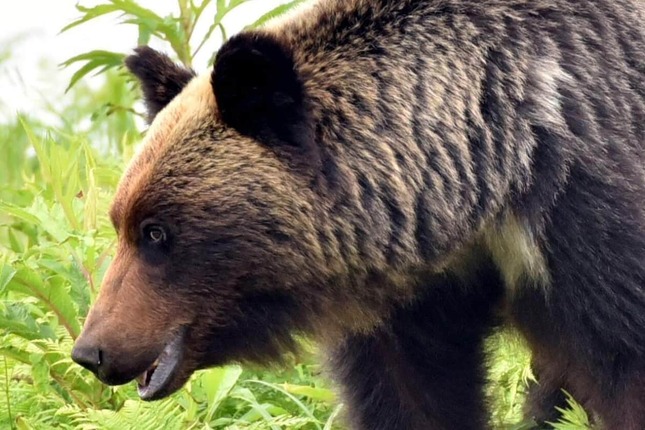 秋田県内のクマ目撃情報が増えているという（写真はイメージ）