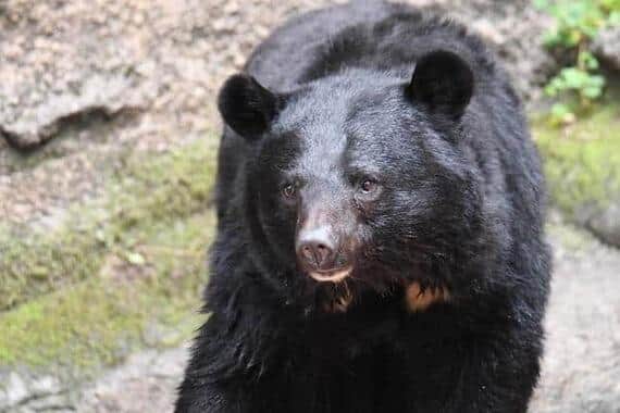 クマが消火活動を阻む壁となっている（写真はイメージ）
