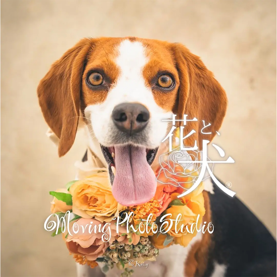 にいがた犬の陣・猫の陣