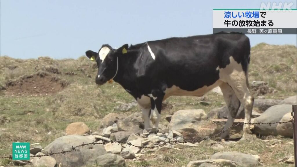 長野県　涼しい山の上で牛の放牧が始まった | NHKやさしいことばニュース