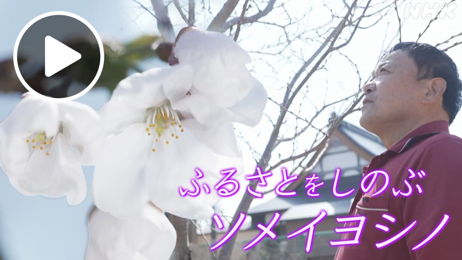 ほっとニュース北海道 ふるさとをしのぶソメイヨシノ NHK ONE 配信中 5/8まで #NHK ONE 配信中です