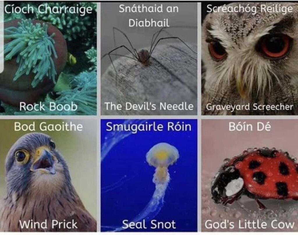 アイルランド語での動物の名前