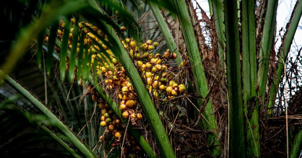 Peru: Indigenous community reportedly fragmented and facing challenges due to the operations of the palm oil company Ocho Sur Peru: Indigenous community reportedly fragmented and facing challenges due to the operations of the palm oil company Ocho Sur