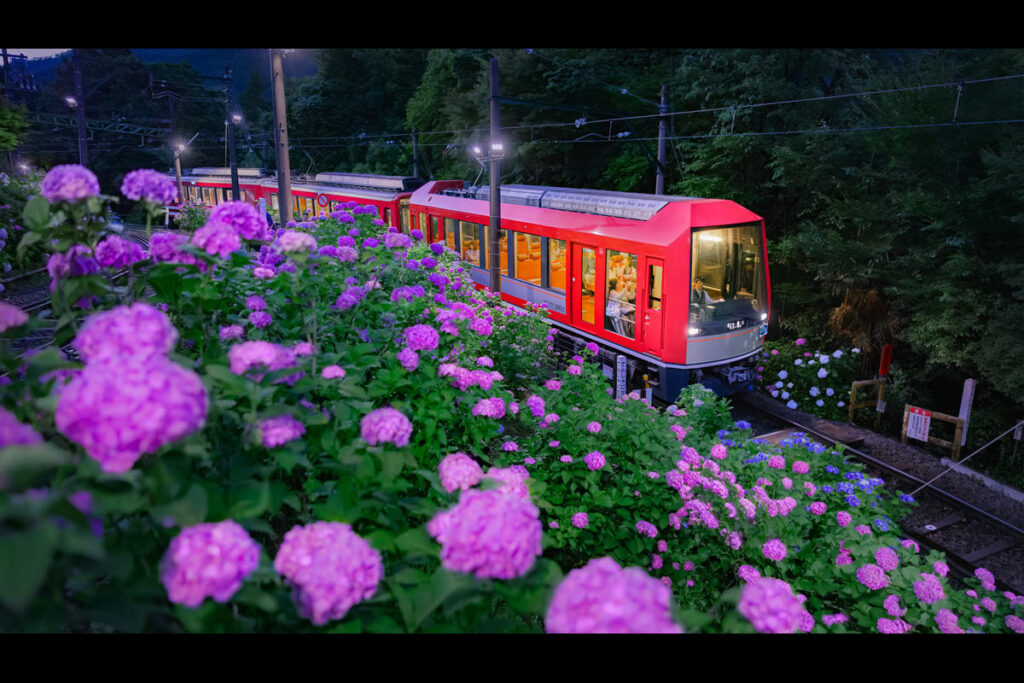 【2026】箱根登山電車「夜のあじさい号」運行　ライトアップされた沿線をゆっくり車窓観賞