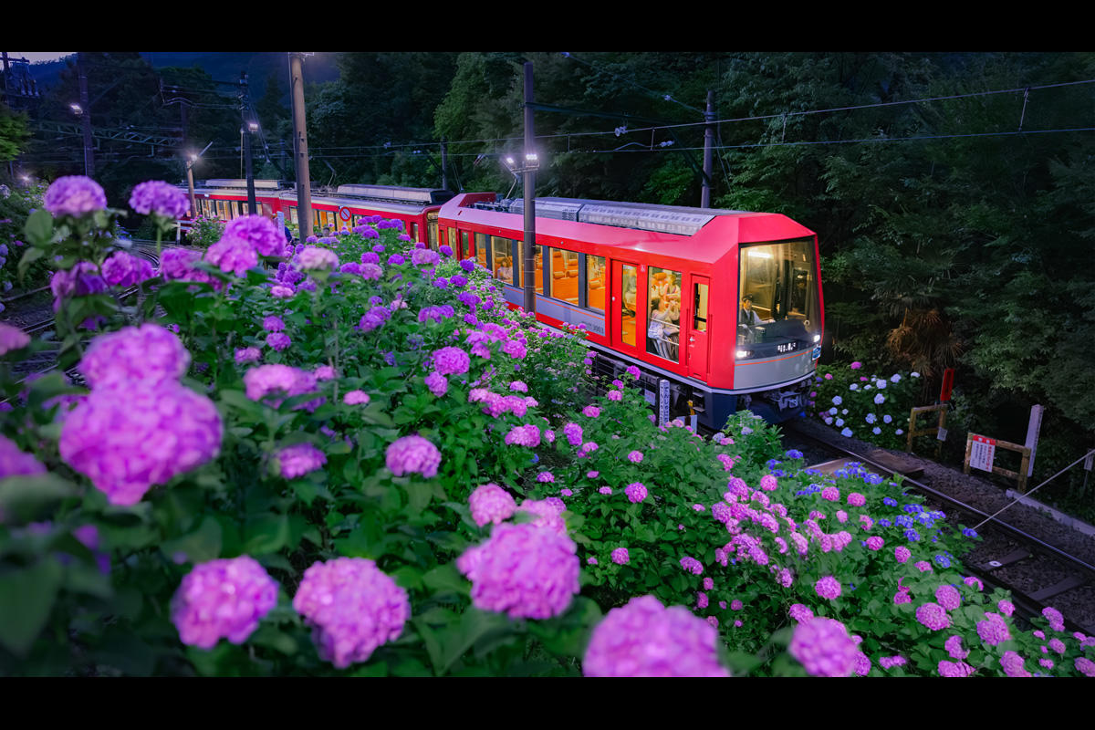 【2026】箱根登山電車「夜のあじさい号」運行　ライトアップされた沿線をゆっくり車窓観賞