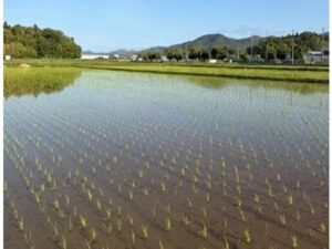 【兵庫県丹波篠山市】Green Days Japanが田植え体験を実施！ネオジャパン社員とその家族が参加 - STRAIGHT PRESS[ストレートプレス]