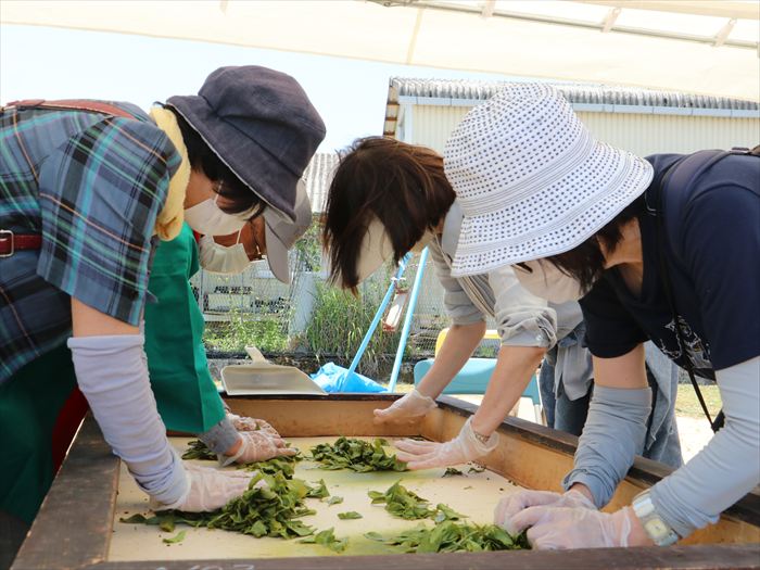 1200年の歴史を誇る兵庫県内随一の茶処でお茶を楽しむ。「丹波篠山新茶ウィーク」が開催│丹波篠山市