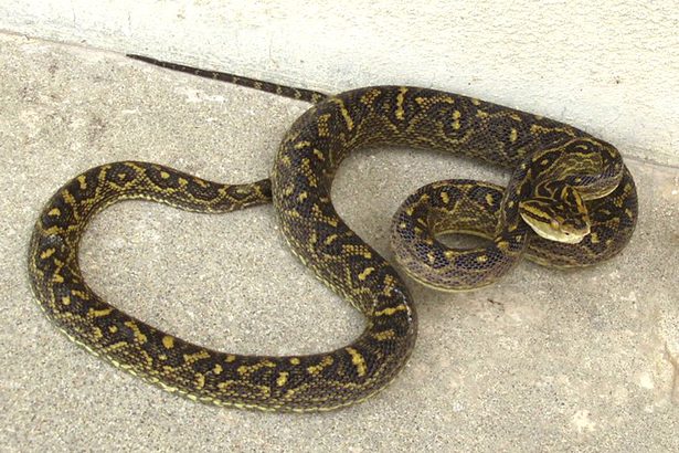 ハブのかみつき　沖縄県が注意報　25年発生は47件　畑、草地への出入りに要警戒