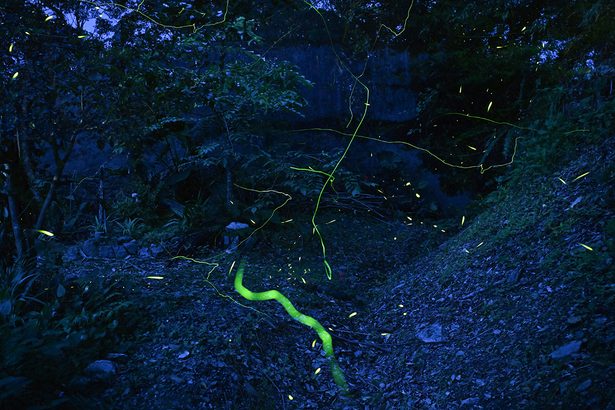 命の輝き　東村でホタル舞う　沖縄