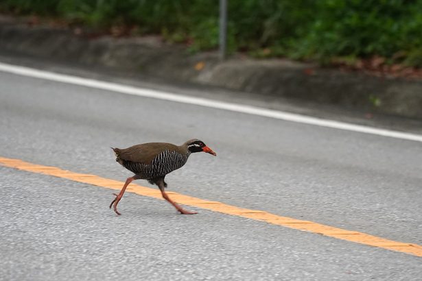 ヤンバルクイナ輪禍急増 繁殖期で活動活発に きょうから愛鳥週間 沖縄