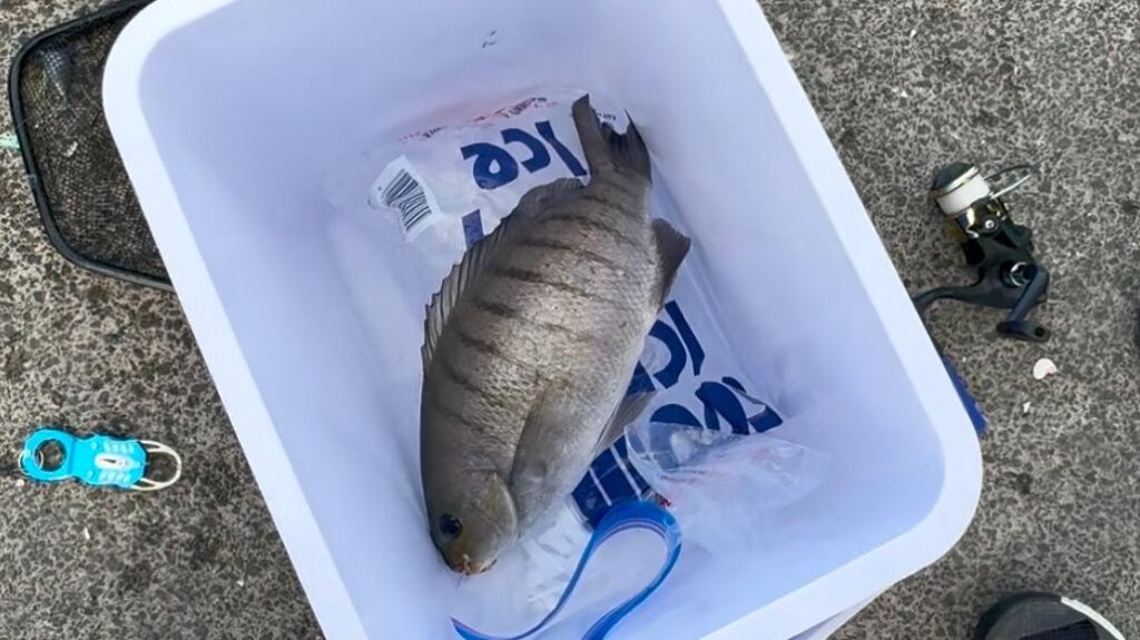 魚の箱が売ってない！？NZで釣り人が絶望した持ち帰り文化の差と新常識（リコ） - エキスパート - Yahoo!ニュース
