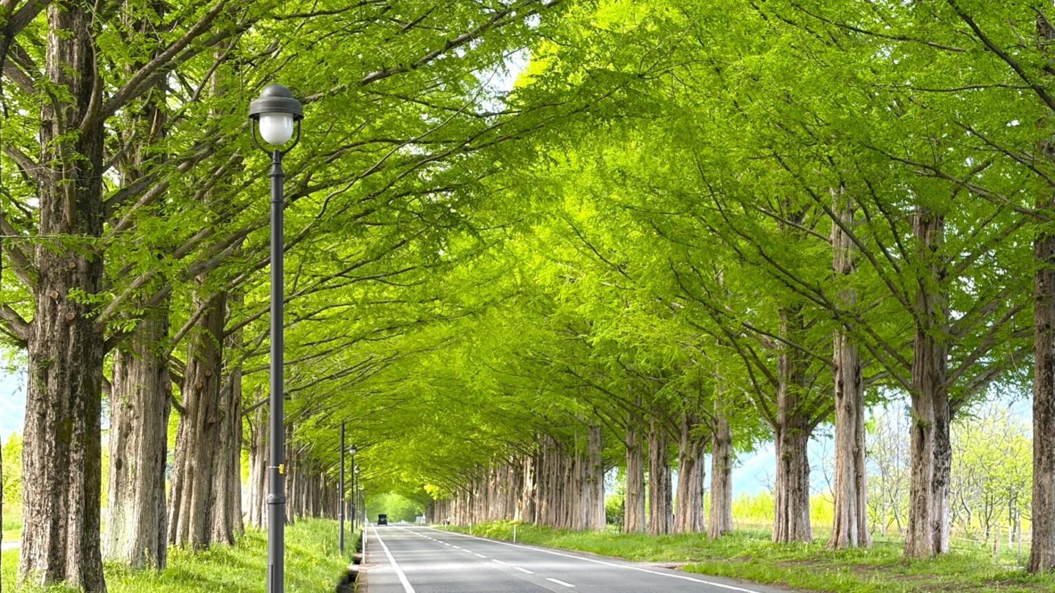 【滋賀】GWに大阪から日帰りで行ける、新緑まぶしい絶景並木と絶品ジェラート（旅人間） - エキスパート - Yahoo!ニュース