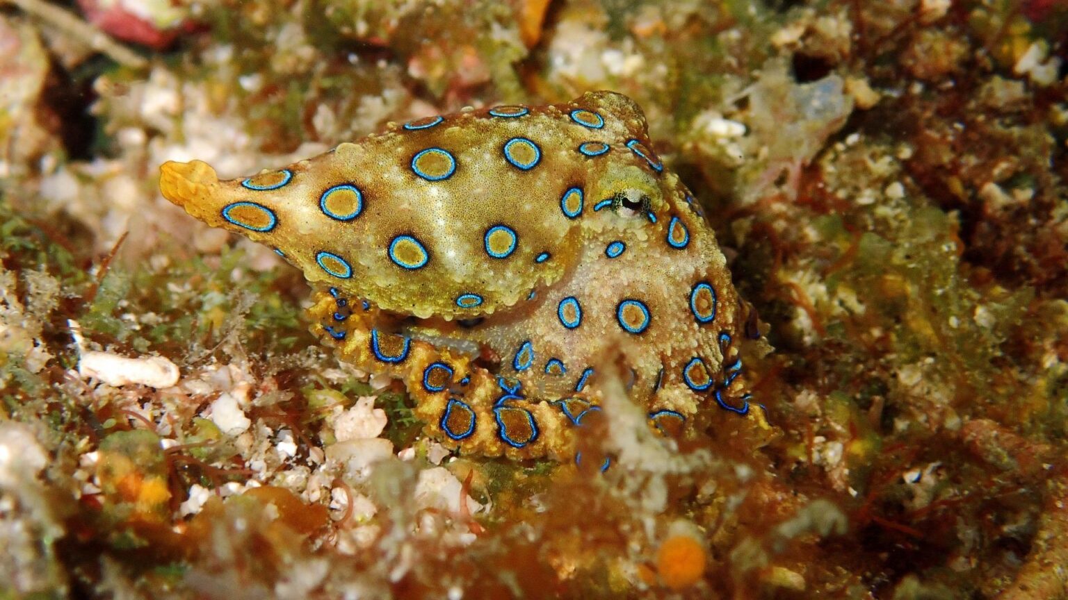 えっ、石川の漁港に猛毒ヒョウモンダコ…釣り人が触る前に知るべきこと(リコ) – エキスパート – Yahoo!ニュース えっ、石川の漁港に猛毒ヒョウモンダコ…釣り人が触る前に知るべきこと(リコ) - エキスパート - Yahoo!ニュース