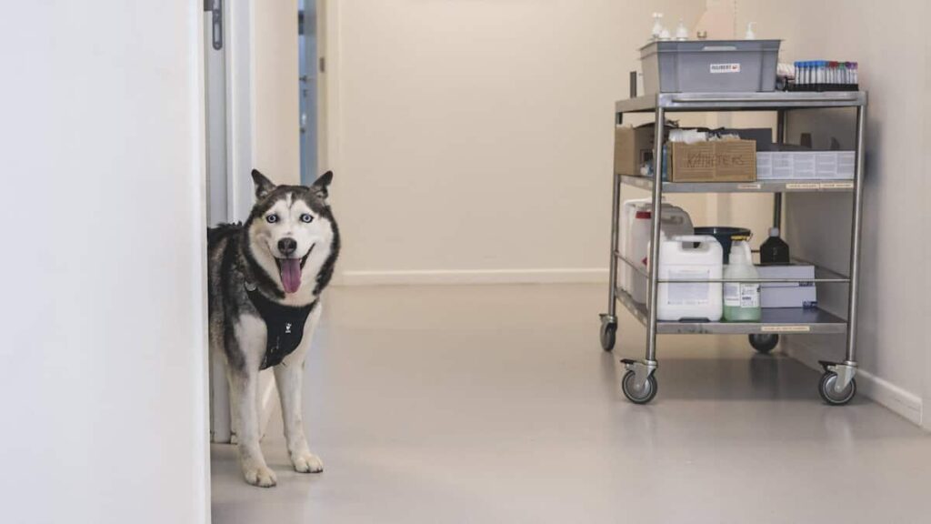 動物愛護より利益？企業が獣医師の業務を引き継いでいる