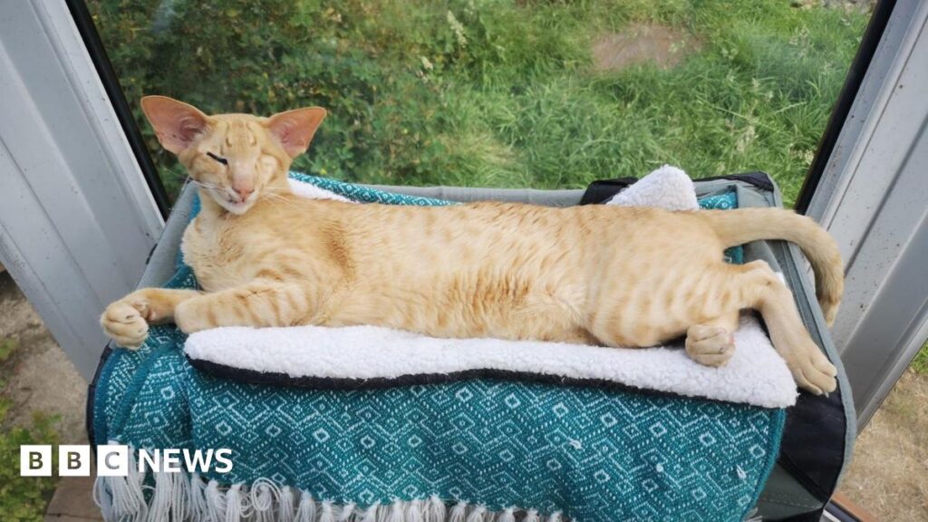 「猫を轢いた後、獣医師の診察料として14,000ポンドを支払わなければなりませんでした」