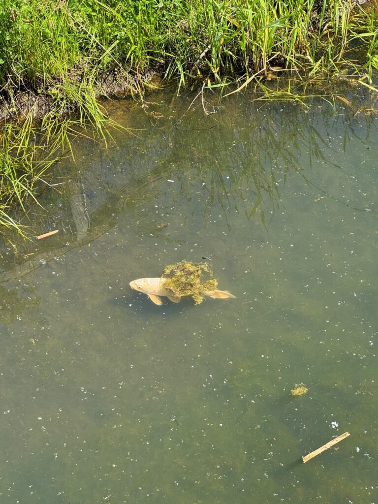 この魚を引き上げるには誰に連絡すればよいですか?それはここには属しません。