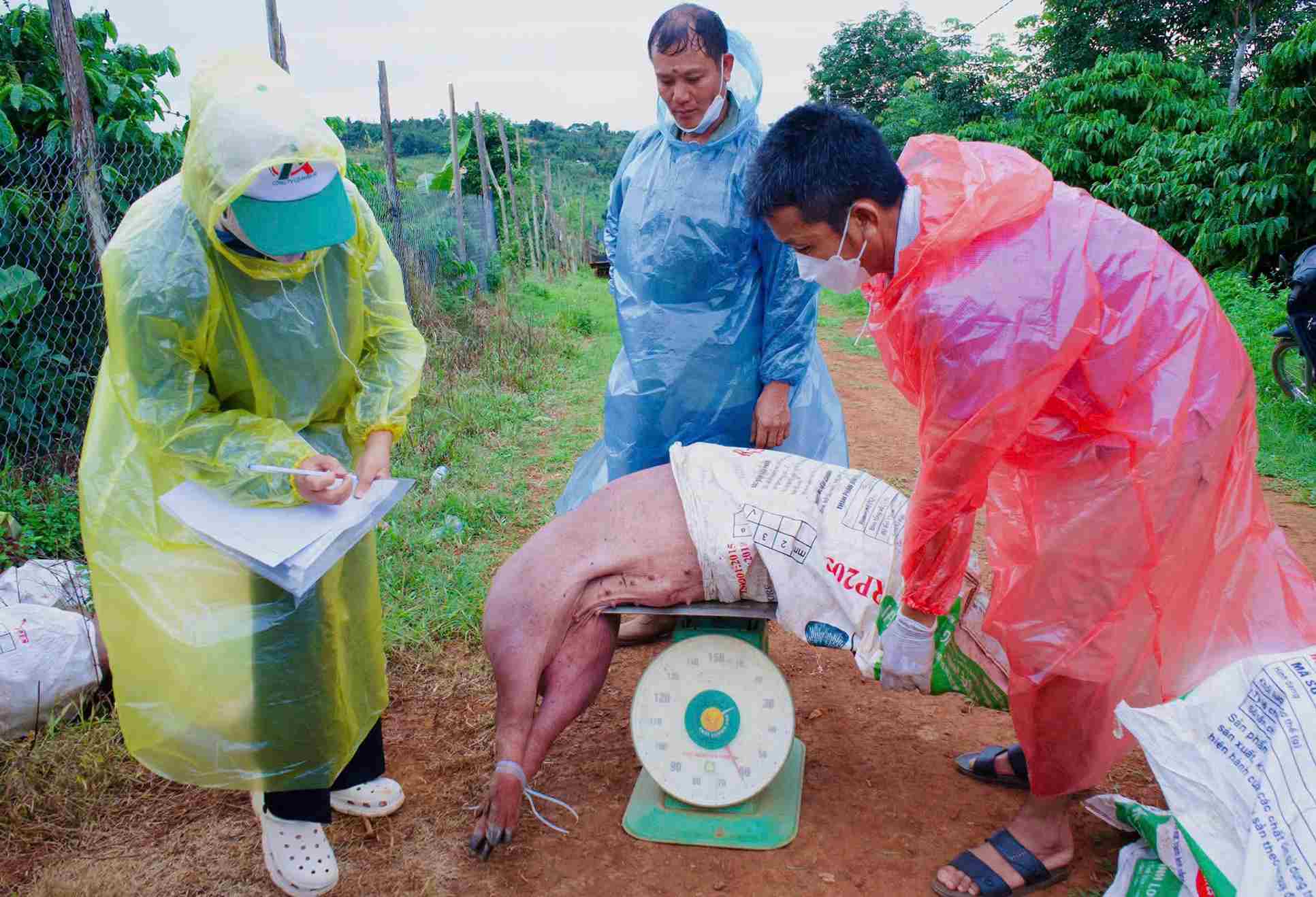 Cơ quan chức năng cân trọng lượng lợn bị chết do nhiễm bệnh để có phương an hỗ trợ cho hộ chăn nuôi. Ảnh: Hải Đường 