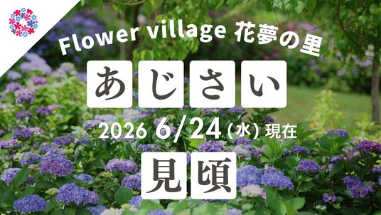【広島／世羅】あじさいが見ごろです　あじさいとタチアオイの丘《Flower village 花夢の里》 - 広島経済新聞