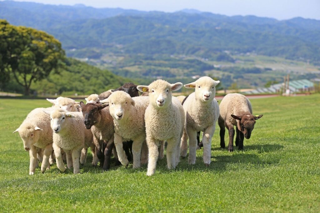 【千葉県民のみなさま必見！】千葉県在住のこどもはマザー牧場の入場料が無料に！オトクが嬉しい「千葉県民感謝ウィーク」6月6日よりスタート！ | 株式会社 マザー牧場のプレスリリース