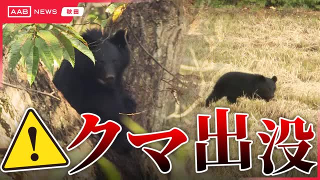 秋田市の畑で遺体発見 近くでクマ1頭捕獲 遺体の損傷激しくクマ被害の可能も 近くには草刈り用の鎌が…(AAB秋田朝日放送)|dメニューニュース(NTTドコモ) 秋田市の畑で遺体発見 近くでクマ1頭捕獲 遺体の損傷激しくクマ被害の可能も 近くには草刈り用の鎌が…