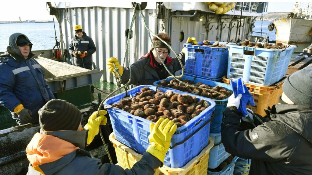 色丹島からラッコが消えた、北方四島のウニを食べる日本に迫る資源枯渇の危機、ロシア産ウニへの依存はいつまで続く 【安木レポート】ロシアの戦費調達と加速する中国のウニ買い付け、釧路・函館のウニ養殖が握る北海道の安定供給(1/3) | JBpress (ジェイビープレス)