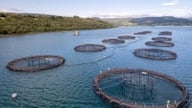 世界海洋デー：課題を機会に変える