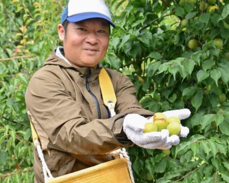 南高梅の収穫最盛期、品質良好 和歌山南部 | 全国のニュース | 福井新聞ONLINE
