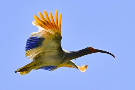石川の放鳥トキ、周辺市町で確認 富山にも、ＧＰＳでデータ追跡 | 全国のニュース | 福井新聞ONLINE