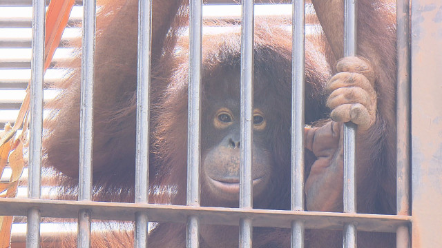初めての“揃い踏み” ボルネオオランウータンのジェニファーとハヤト 一緒の姿を初公開【愛媛】