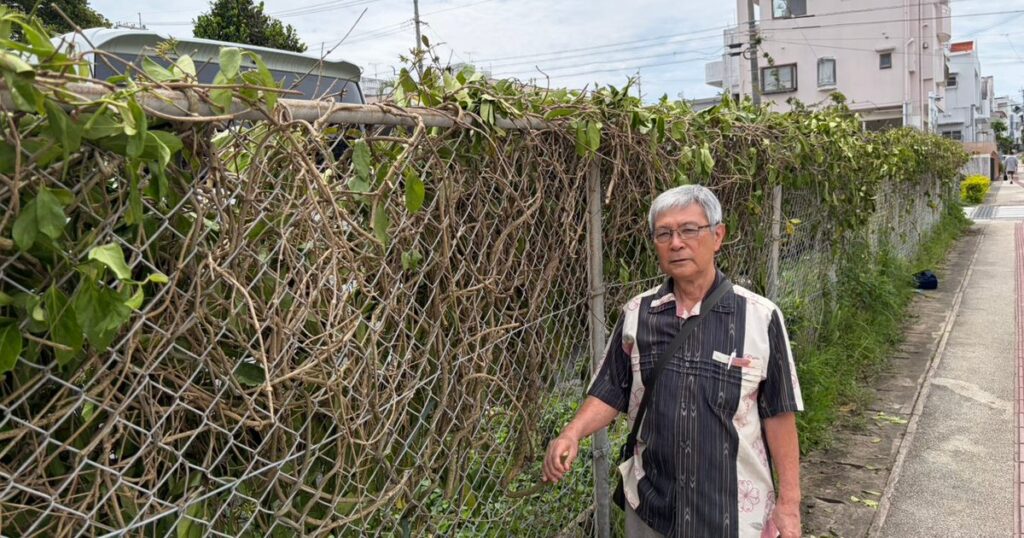 ホウライカガミを大切に 沖縄・南桃原 6年前から地域で育てる ホウライカガミを大切に 沖縄・南桃原 6年前から地域で育てる