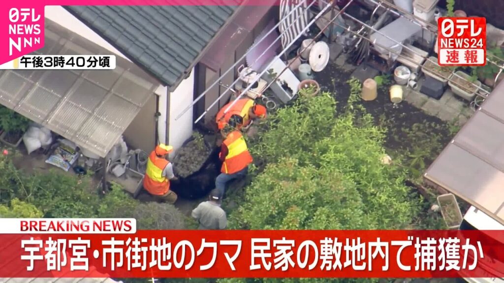 【速報】宇都宮・市街地のクマ 民家の敷地内で捕獲 【速報】宇都宮・市街地のクマ 民家の敷地内で捕獲